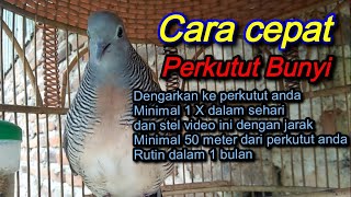 Dengarkan ini Perkutut cepat bunyi (BUKTIKAN)