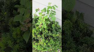 Free plant! I found a Raspberry growing in the middle of a shrub #garden #raspberry #gardening