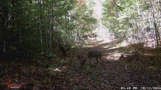 Wild Turkey Scares Fawn