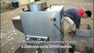 Garlic cloves splitting machine | garlic processing machine | garlic peeling and splitting machine