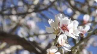 Primavera en el Almendro del campus de Cuenca