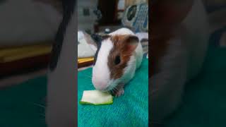 My cutie eating cucumber,s peel🥒 #gunia pig🐭🐰 #shorts#youtubeshorts #cucumber #gunia