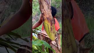 Harvesting big banana #banana