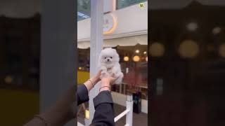 #dog #pets #pomeranian #cute #funny #cutedog #tranding #rajesh5g #comedy #bollywood