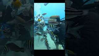 Walking Underwater - Trekking Under The Sea -  Ultimate World Cruise - Around the World in 274 Day’s