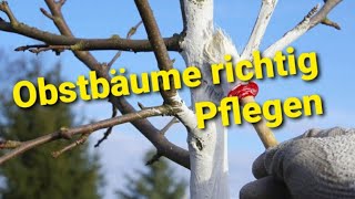 Obstbäume pflegen... live aber doch kein live.. #obstbäume #apfelbaum