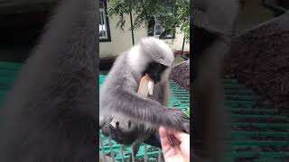 Animal feeding – funny langur monkey eating bread from my hand #animal #feeding #funnymammals