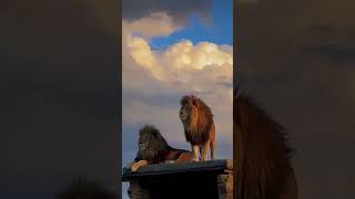 The Lion King" is a classic animated film produced by Disney that tells coming#lion#junjle#africian