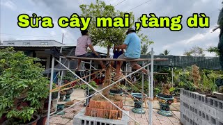 Sửa cây mai tàng dù,và chia sẻ ace một số vấn đề về chăm sóc mai