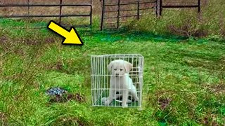 Two Bikers Find An Abandoned Dog In Cage. Looking inside, They SCREAM In Horror!