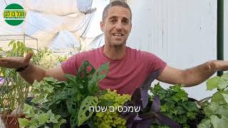 גינה צבעונית בצל מלא - שימוש בעלים מגוונים בצל