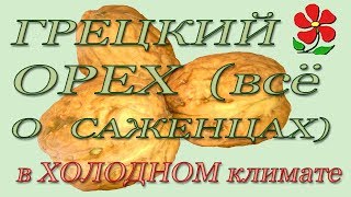 Инструкция по посадке грецкого ореха в холодном климате.