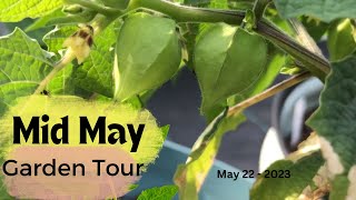 Backyard Garden Tour and Journal - Mid/Late May 2023