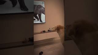 Dog Seeks Bear From The TV! 🤣