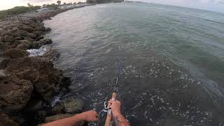 Catching a 33" Strong Fighting Snook at Point of Rocks, Siesta Key on Savage Gear Pulse Tail Mullet