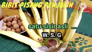 Pisang penjalin super, sedia bibitnya bergaransi 100℅ jika bibit tidak sesuai bs kirim se-Indonesia