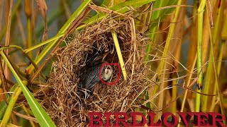 Poor baby bird , her sibling death in the egg and her parents leave her in the torn nest.