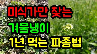 냉이 흙 완벽 제거법 1년 내내 생으로 먹는 방법/냉이 흙 깨끗하게 제거 하는법/  냉이 보관법 #힐링 #냉이효능 #들나물 냉이 씻는법