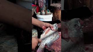 tylafiya fish cutting | BD fish cutting | Amazing fish cutting #fish