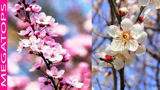 10 Flores Japonesas más Bonitas con su Significado