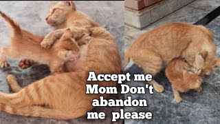 Tiny kitten is crying because his mother abandoned him