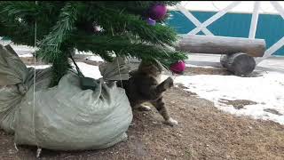 Кот и ёлка / Cat and christmas tree