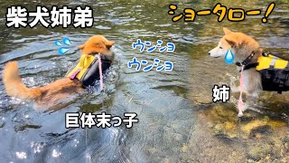 きょうだい犬のピンチに心配する柴犬兄弟がかわいい