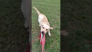 Cute Labrador Dog 🐶#shorts