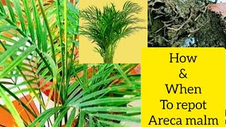 Areca Palm || How and when to repot Areca palm || Repotting Arec...: