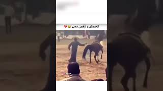 الحصان يريدة يرقص