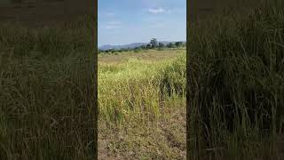 Clean the grass in the farmland