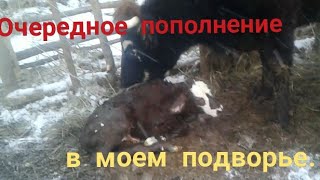 Очередное пополнение в моём хозяйстве. Появился бычек.