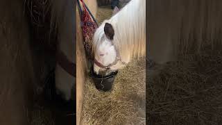 Rue having a drink #april #april2024 #2024 #horse #spring #spring2024