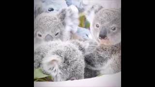 A bunch of cute koalas