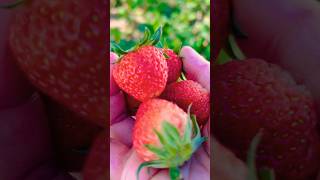 Harvesting Strawberry #gardening