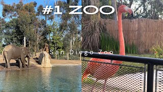 The #1 Rated Zoo in America - San Diego Zoo - California