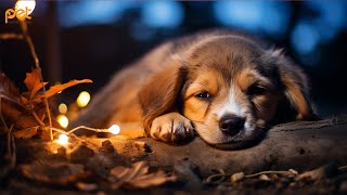 Dog Music: 24 HOURS | Deep Sleep Relaxation Melodies to CALM YOUR DOG #28