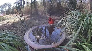 Feb 19 2022 Daily Backyard Birds UNEDITED Birdfy Cam #caughtonNetvue