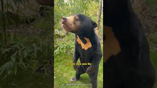 Bears or Humans? You Won't Believe This!