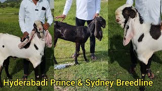 Prince & Sydney Hyderabadi Breedline Nasi & Gulabi Goats | A1 Quality Breed | Nizambad