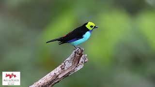 Sete-cores-da-amazônia (Tangara chilensis) Paradise Tanager