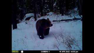 Trail Camera Highlights - Clark's Fork (Yellowstone) Lower Bench 1