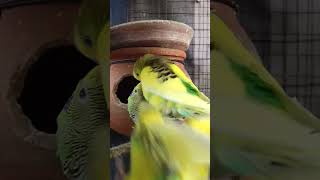 Budgies Mating  #shorts #budgiesmating #akshimokshi8415