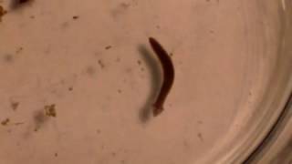 Planaria - Mr Pauller