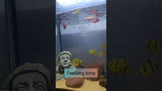 Feed the fish #fish #aquarium #fishfeed #pets #aquascape #viral #trending #trendingshorts #shorts