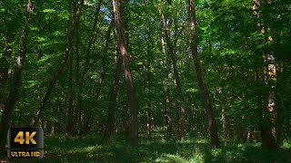 Birds Singing in the Forest in 4K UltraHD | 3 Hours of Cozy Spring Forest Environment