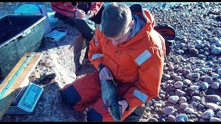 Отлов и мечение кумжи на Финском заливе // ГосНИИОРХ // Salmon Protection