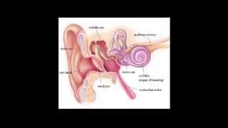 GCSE Physics - The Human Ear and Range of Audible Frequencies