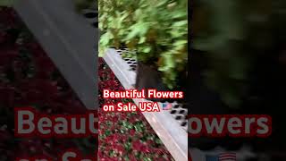 Beautiful USA 🇺🇸 FLOWERS ON SALE