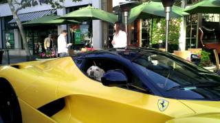 What a lucky dog in a Ferrari LaFerrari